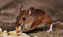 24 Hour & Emergency Exterminators in Pleasant Valley, CA